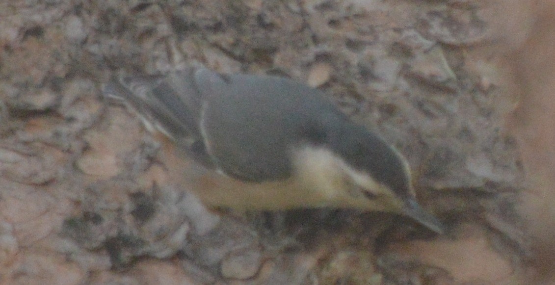White-breasted Nuthatch - ML81085301