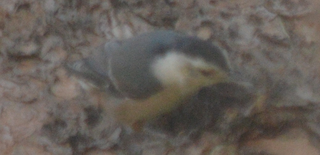 White-breasted Nuthatch - ML81085311