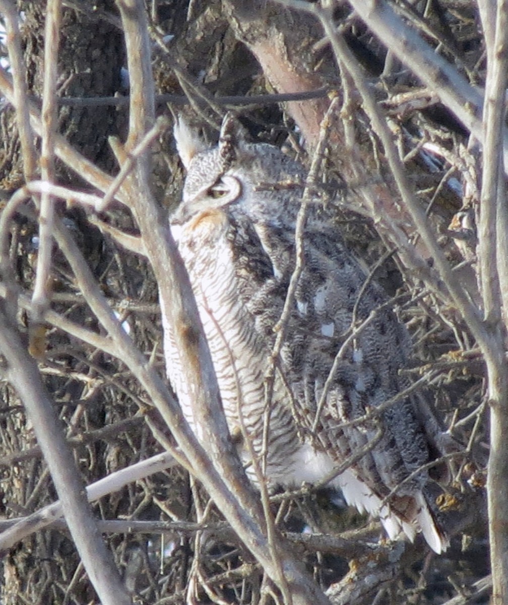 Great Horned Owl - ML81085921