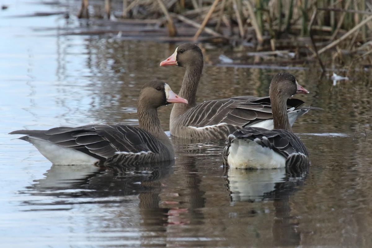 Greater White-fronted Goose (Tule) - mario balitbit