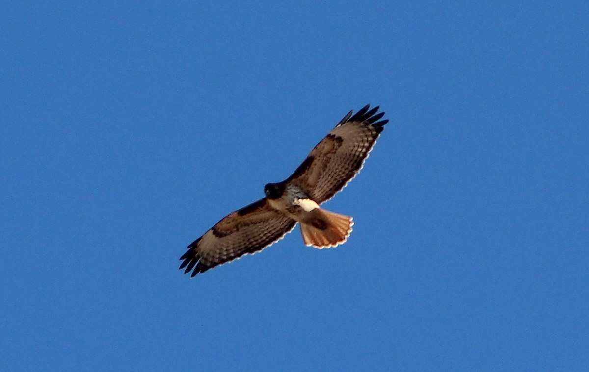 Red-tailed Hawk - ML81089311