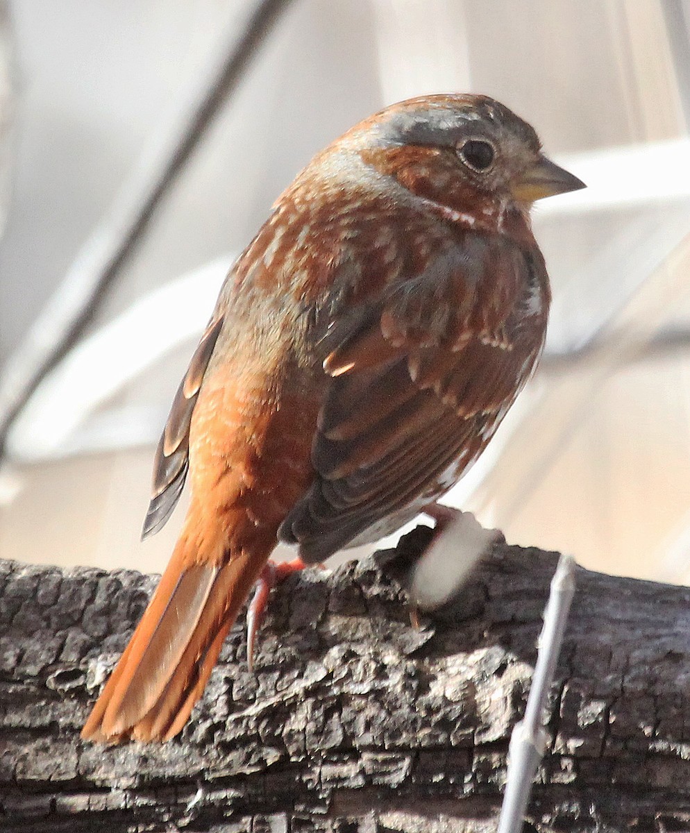 Fox Sparrow (Red) - David Leatherman