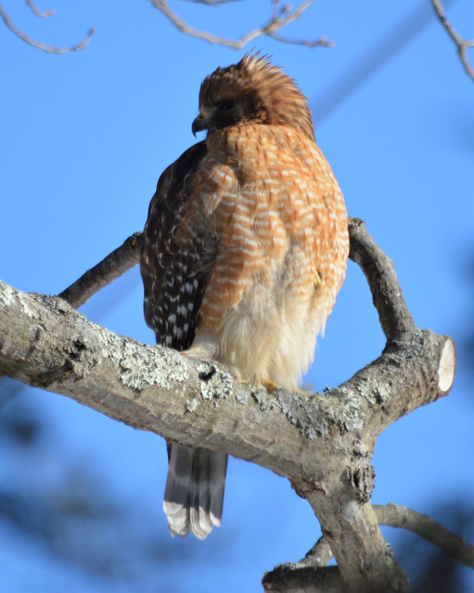 Red-shouldered Hawk - Micky Komara