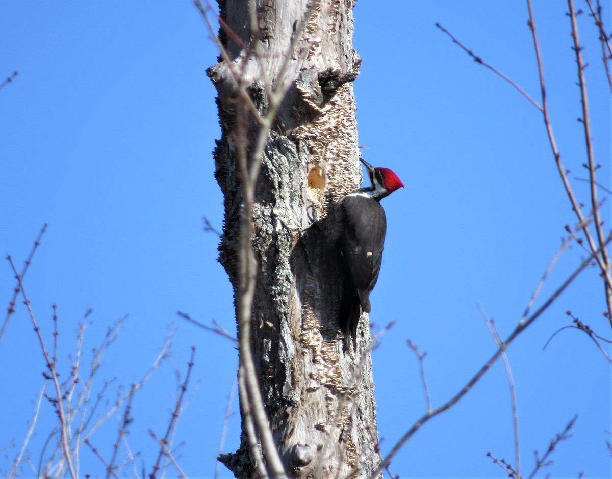 Pileated Woodpecker - Susan Disher