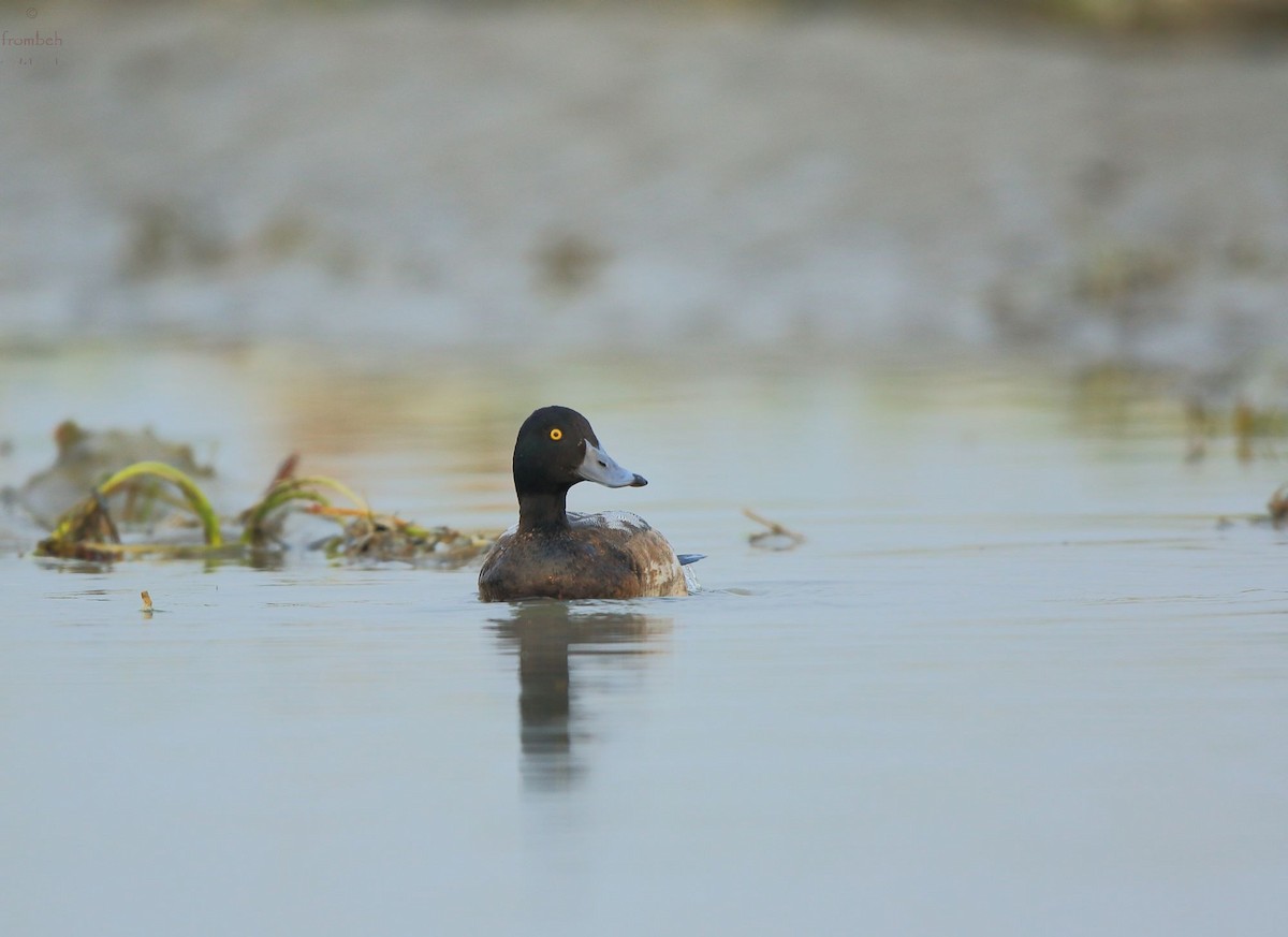 Greater Scaup - ML81091231