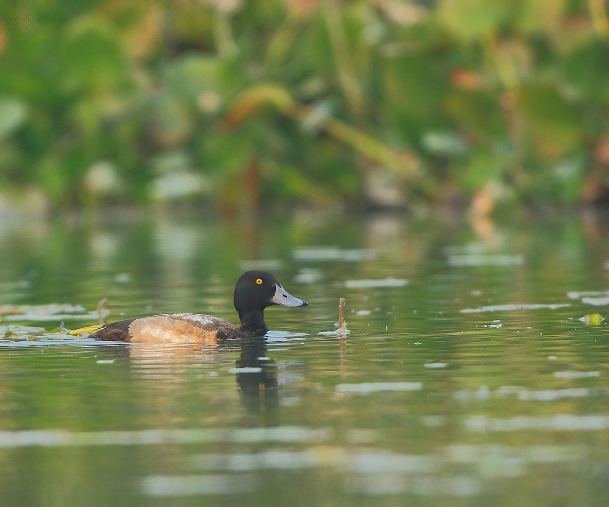 Greater Scaup - ML81091291