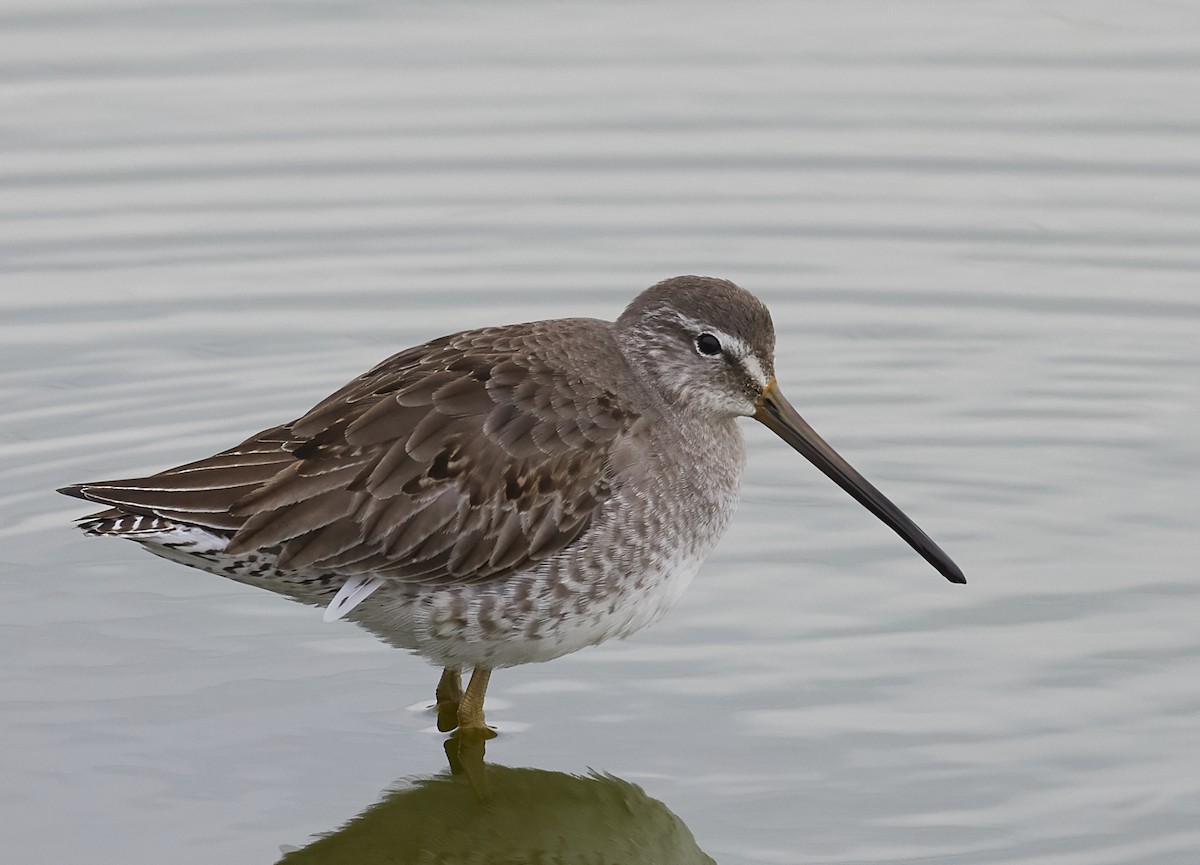 Long-billed Dowitcher - ML81091931