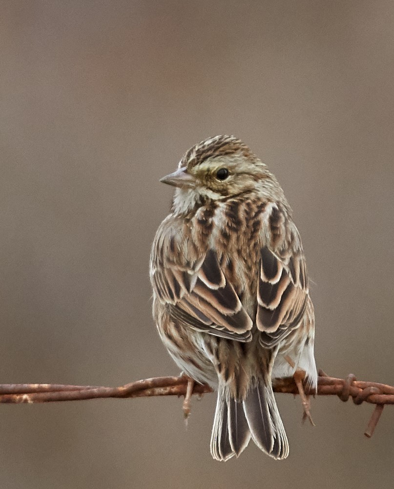 Savannah Sparrow - ML81093561