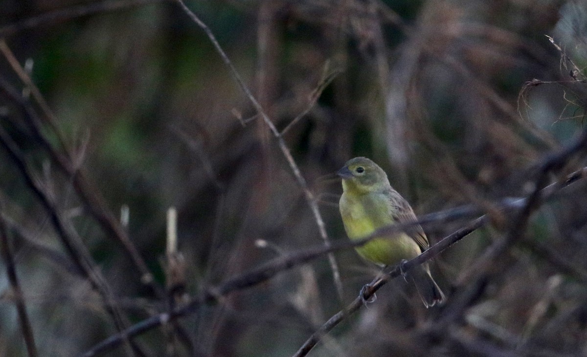 Grassland Yellow-Finch (Northern) - ML81095211