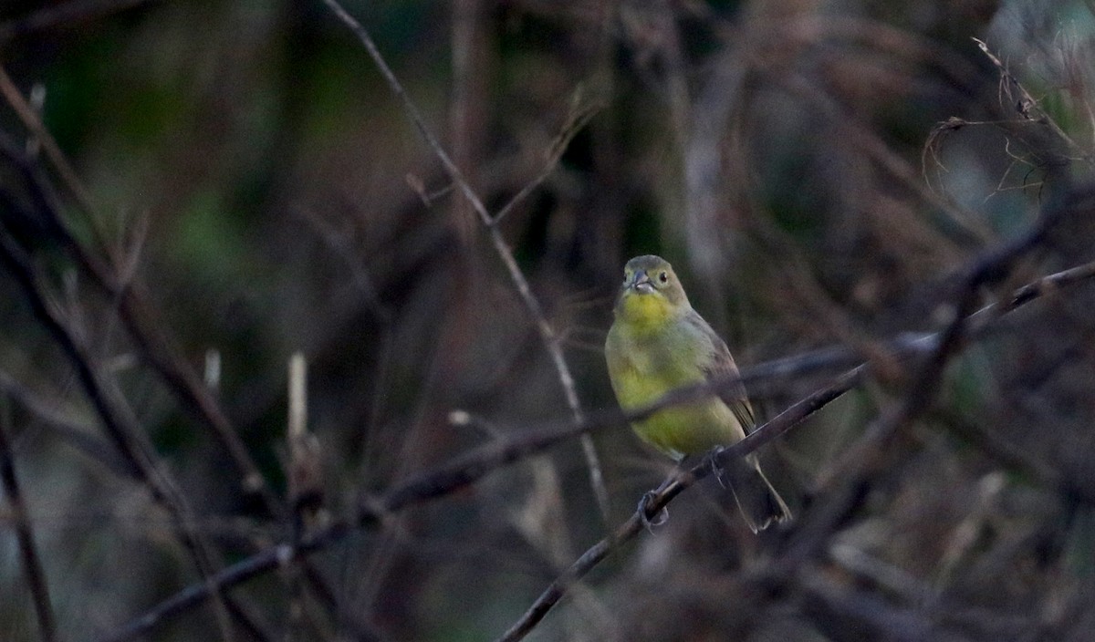 Grassland Yellow-Finch (Northern) - ML81095221