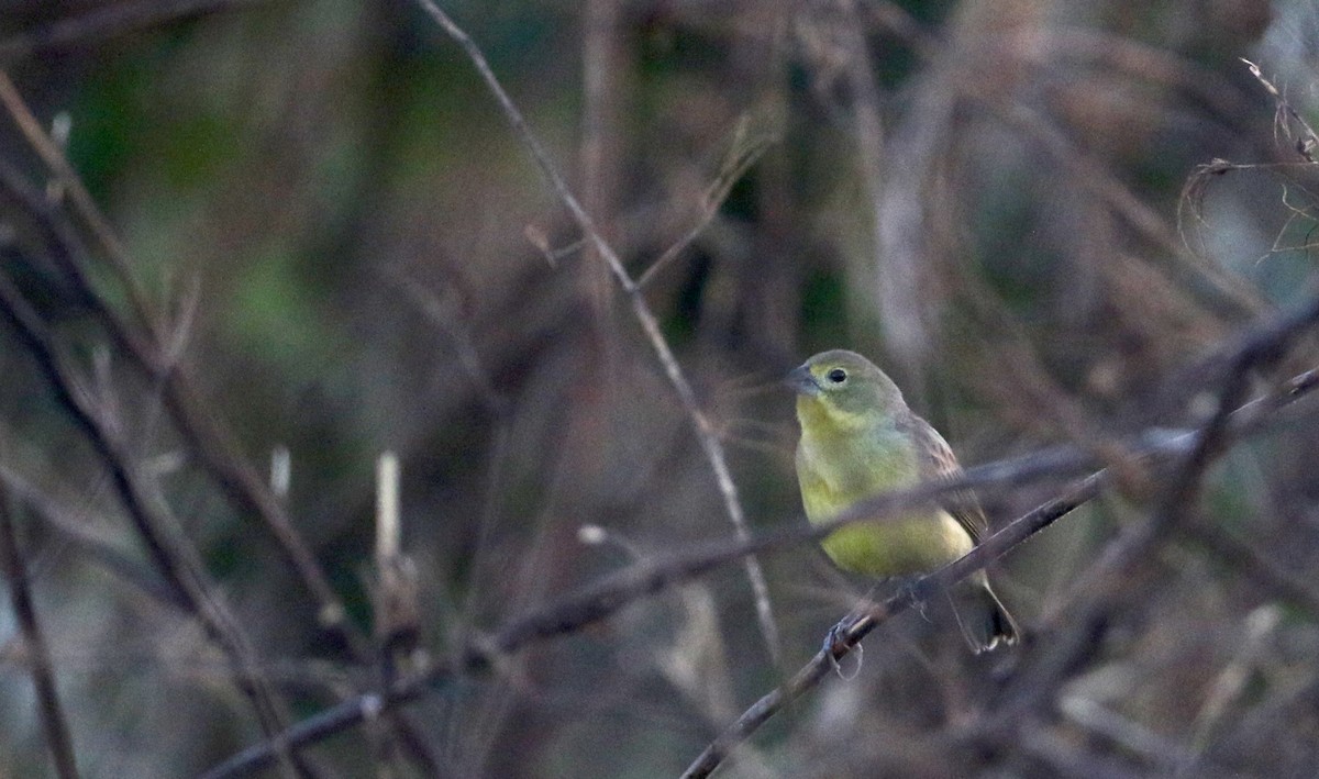 Grassland Yellow-Finch (Northern) - ML81095231