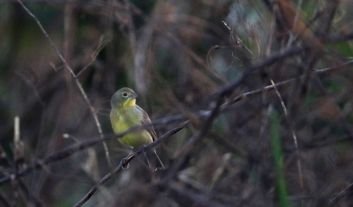 Grassland Yellow-Finch (Northern) - ML81095241