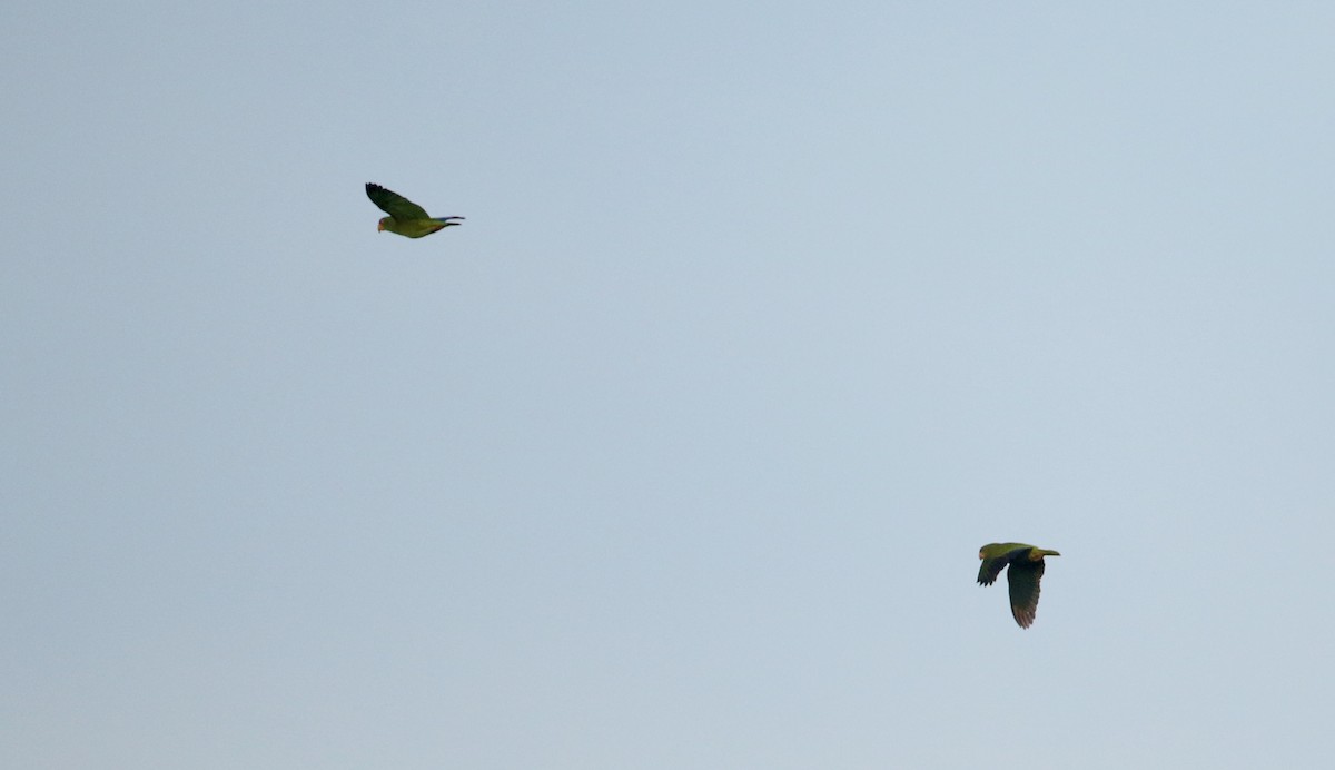 White-fronted Parrot - ML81095481