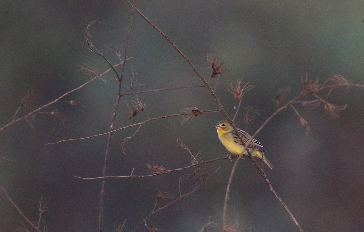 Grassland Yellow-Finch (Northern) - ML81095491