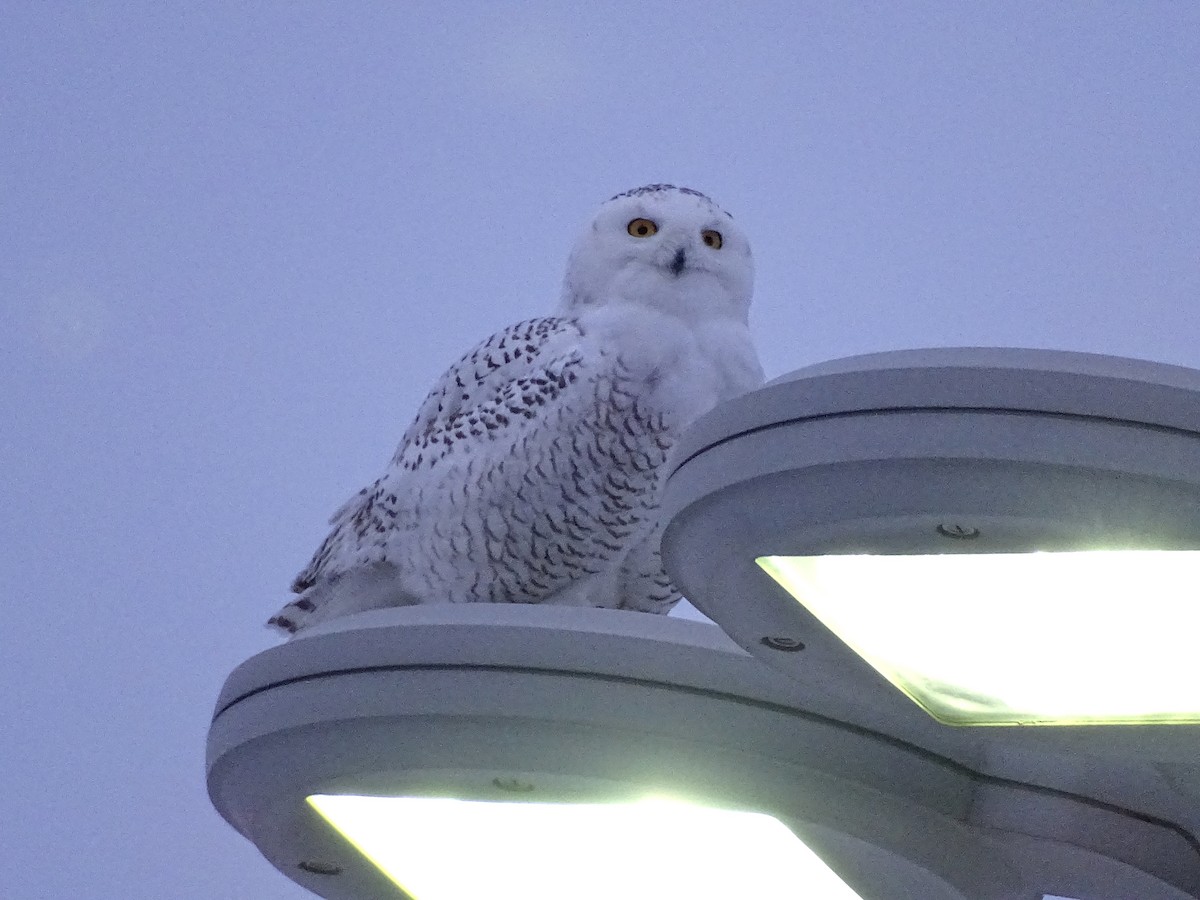 Snowy Owl - ML81095621