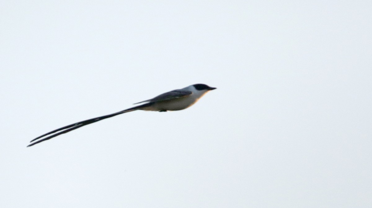 Fork-tailed Flycatcher (monachus) - ML81095631