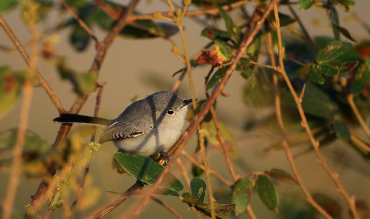 Blue-gray Gnatcatcher (obscura Group) - ML81095841