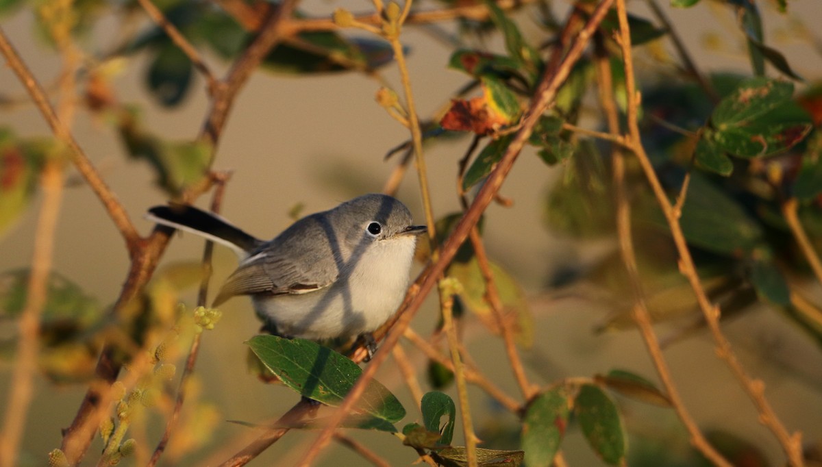 Blue-gray Gnatcatcher (obscura Group) - ML81095851