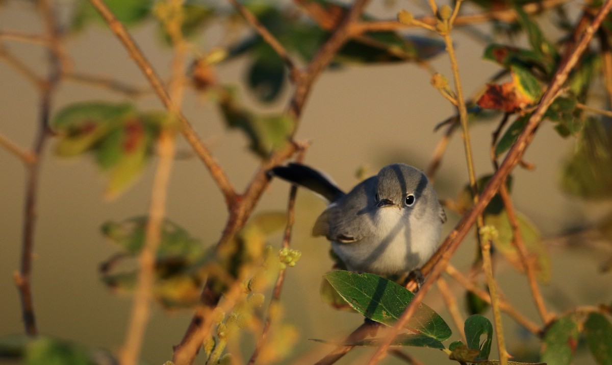 Blue-gray Gnatcatcher (obscura Group) - ML81095861