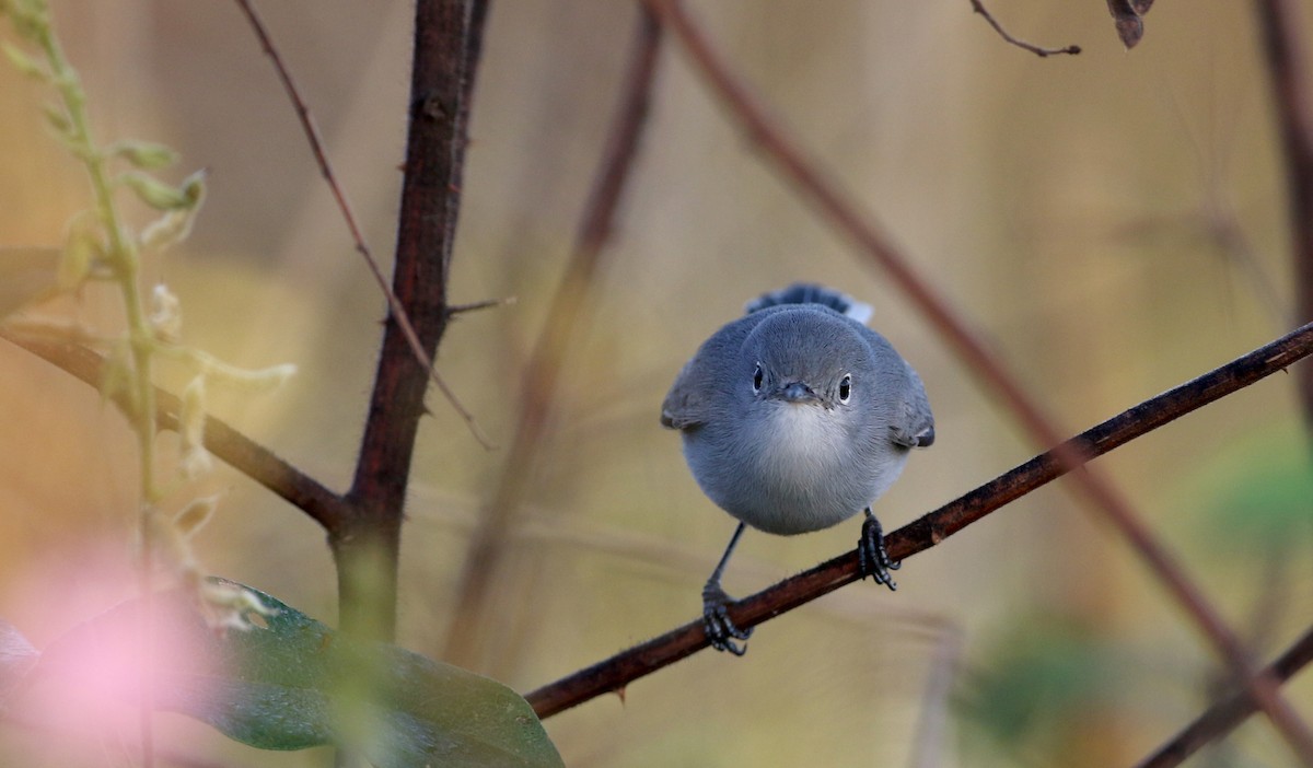 Blue-gray Gnatcatcher (obscura Group) - ML81095921
