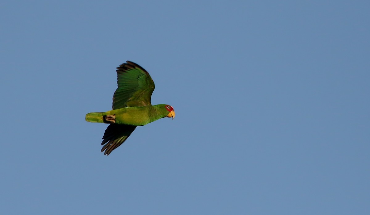 White-fronted Parrot - ML81096091