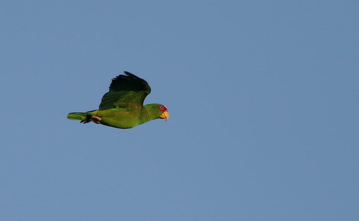 White-fronted Parrot - ML81096101