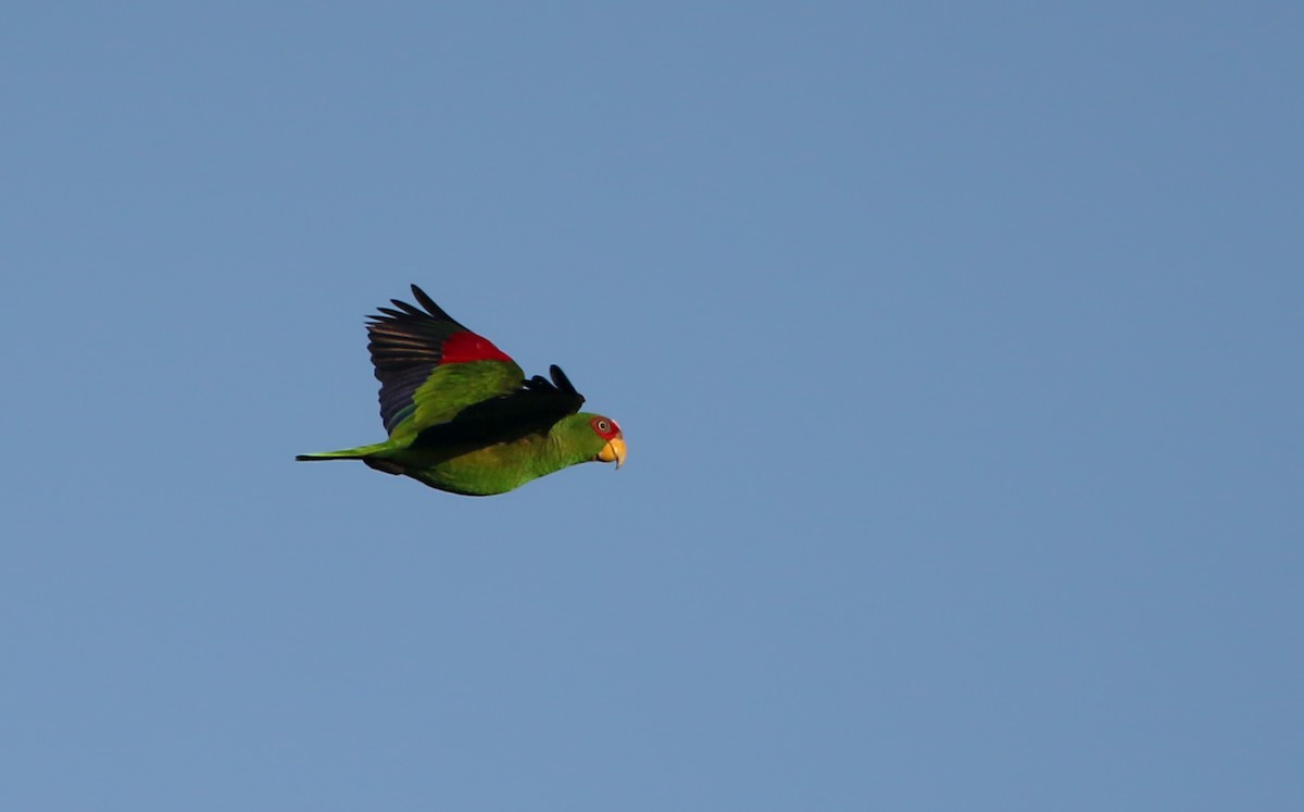 White-fronted Parrot - ML81096121