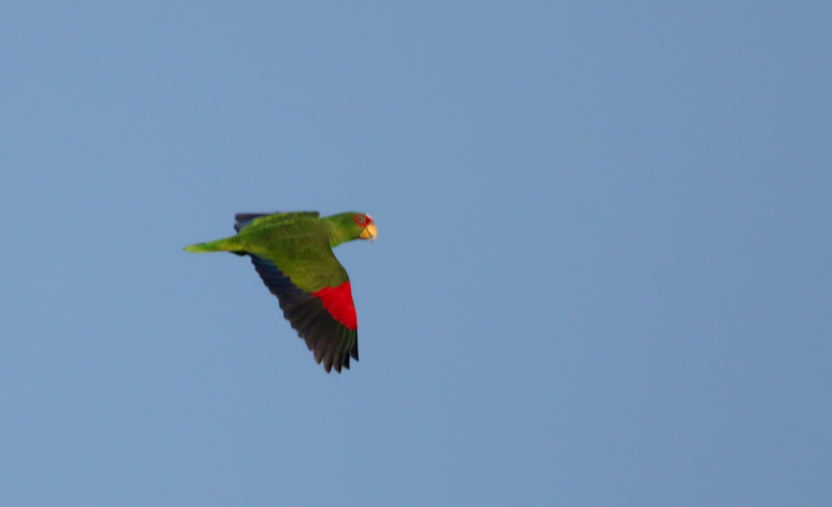 White-fronted Parrot - ML81096141