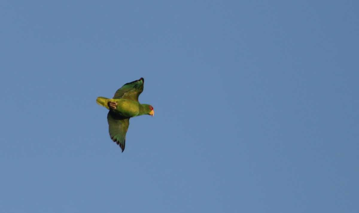 White-fronted Parrot - ML81096151