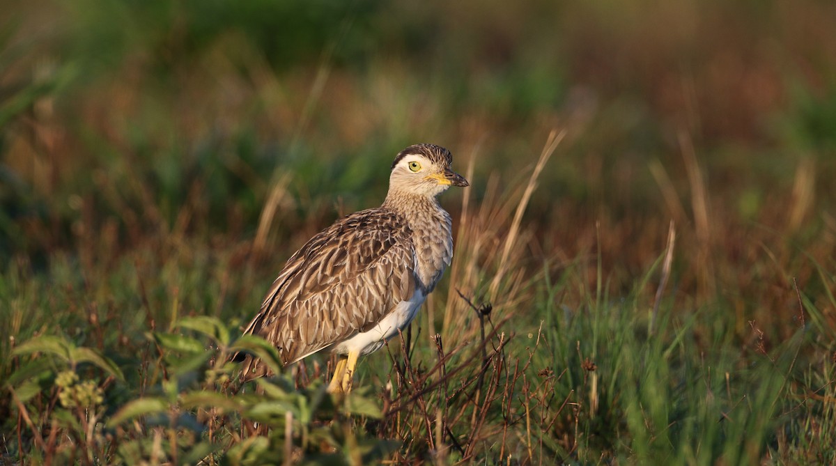 Double-striped Thick-knee - ML81096371