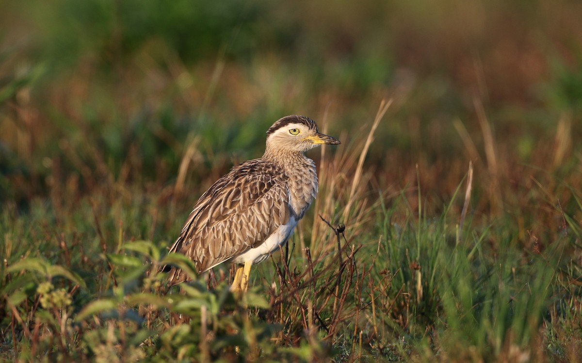 Double-striped Thick-knee - ML81096391