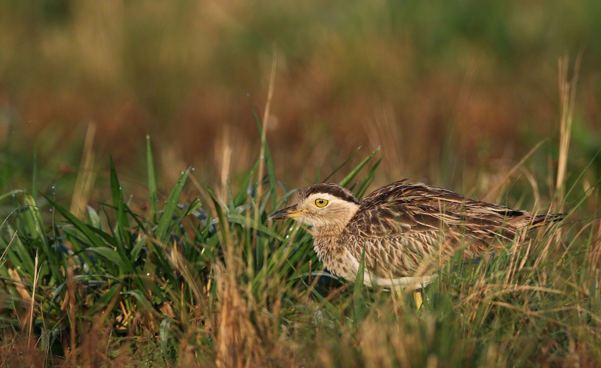Double-striped Thick-knee - ML81096561
