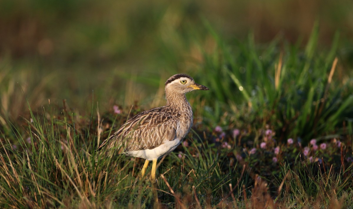 Double-striped Thick-knee - Jay McGowan