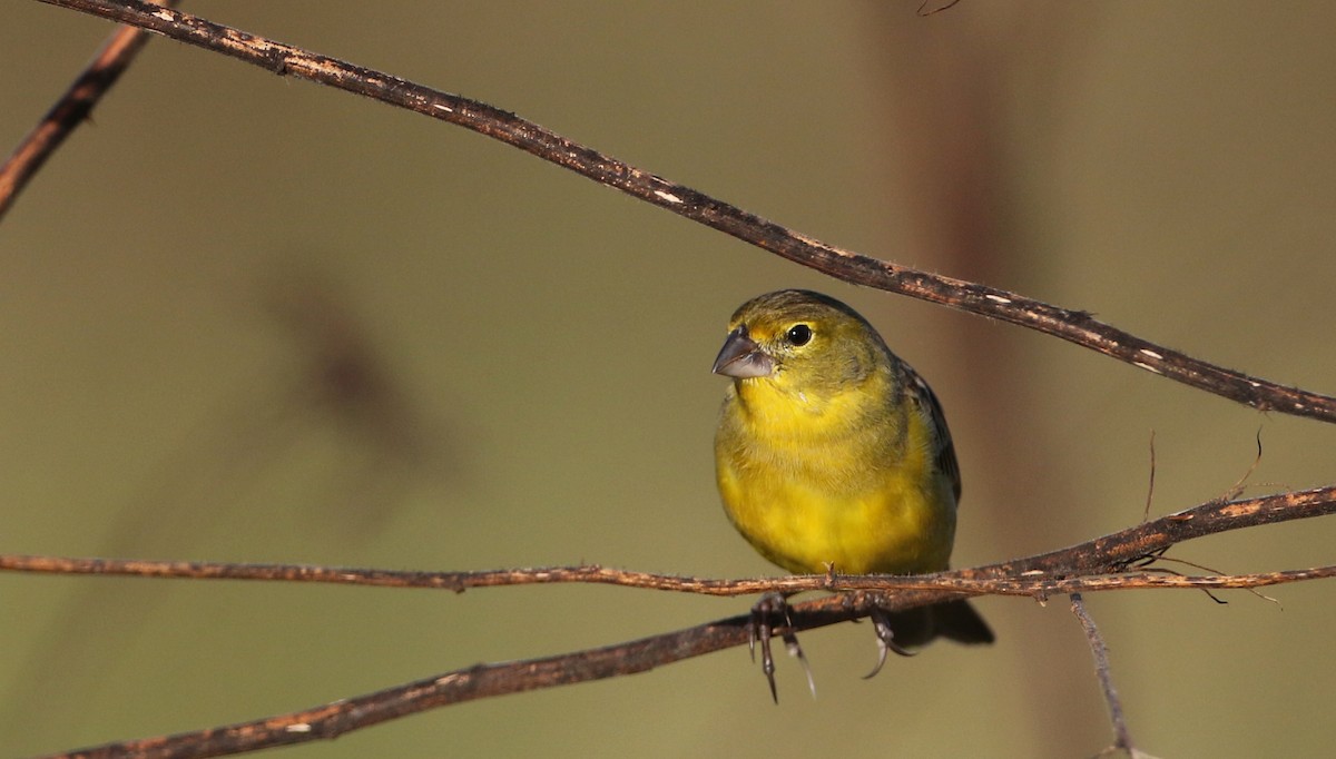 Grassland Yellow-Finch (Northern) - ML81097061