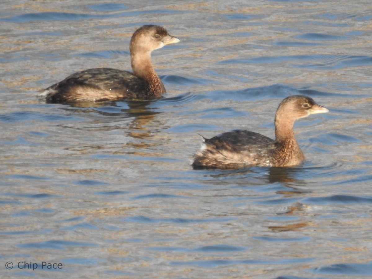 Pied-billed Grebe - Chip Pace