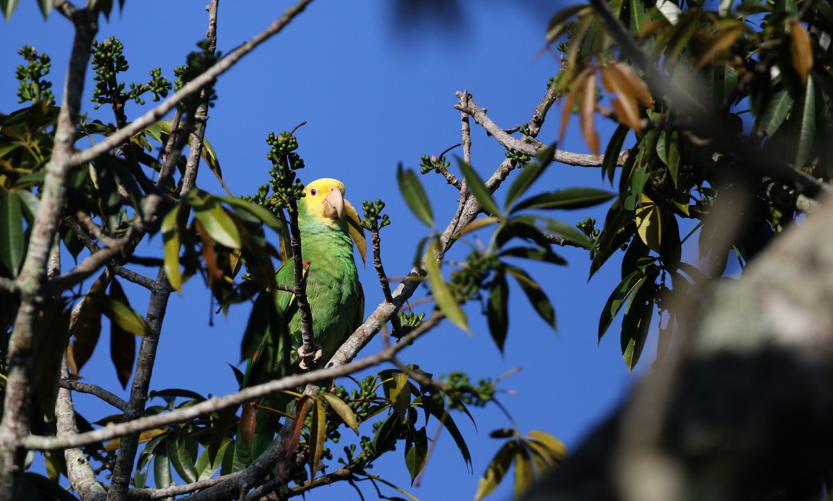 Yellow-headed Parrot (Mainland) - Jay McGowan