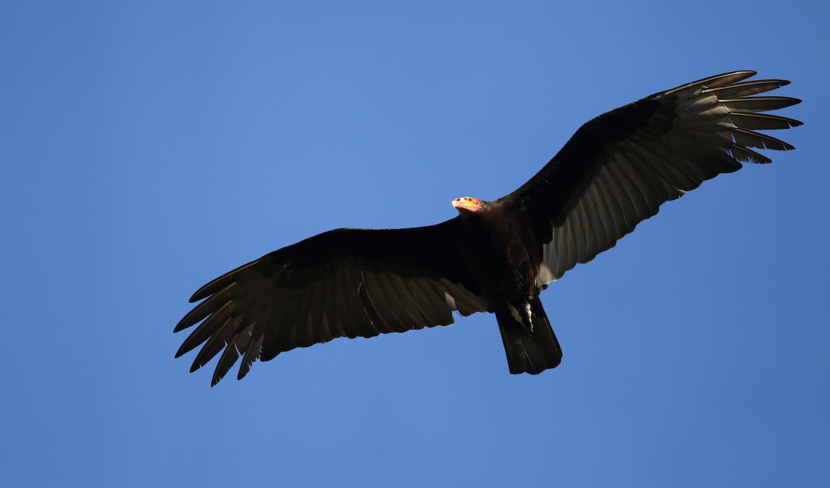 Lesser Yellow-headed Vulture - Jay McGowan