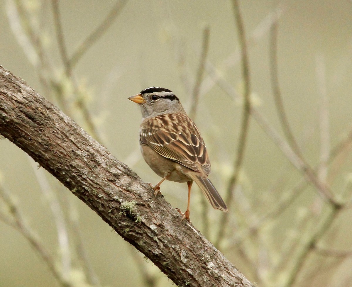 White-crowned Sparrow - Adam Dudley