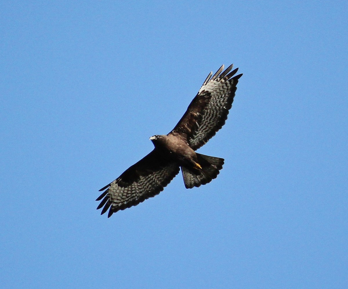 Red-tailed Hawk (Harlan's) - I'm Birding Right Now (Teresa & Miles Tuffli)
