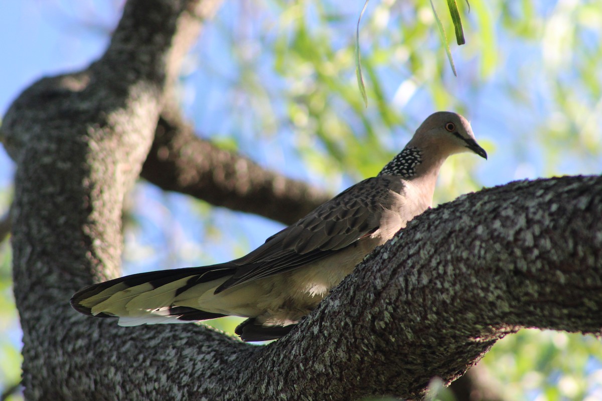 Spotted Dove - ML81104441