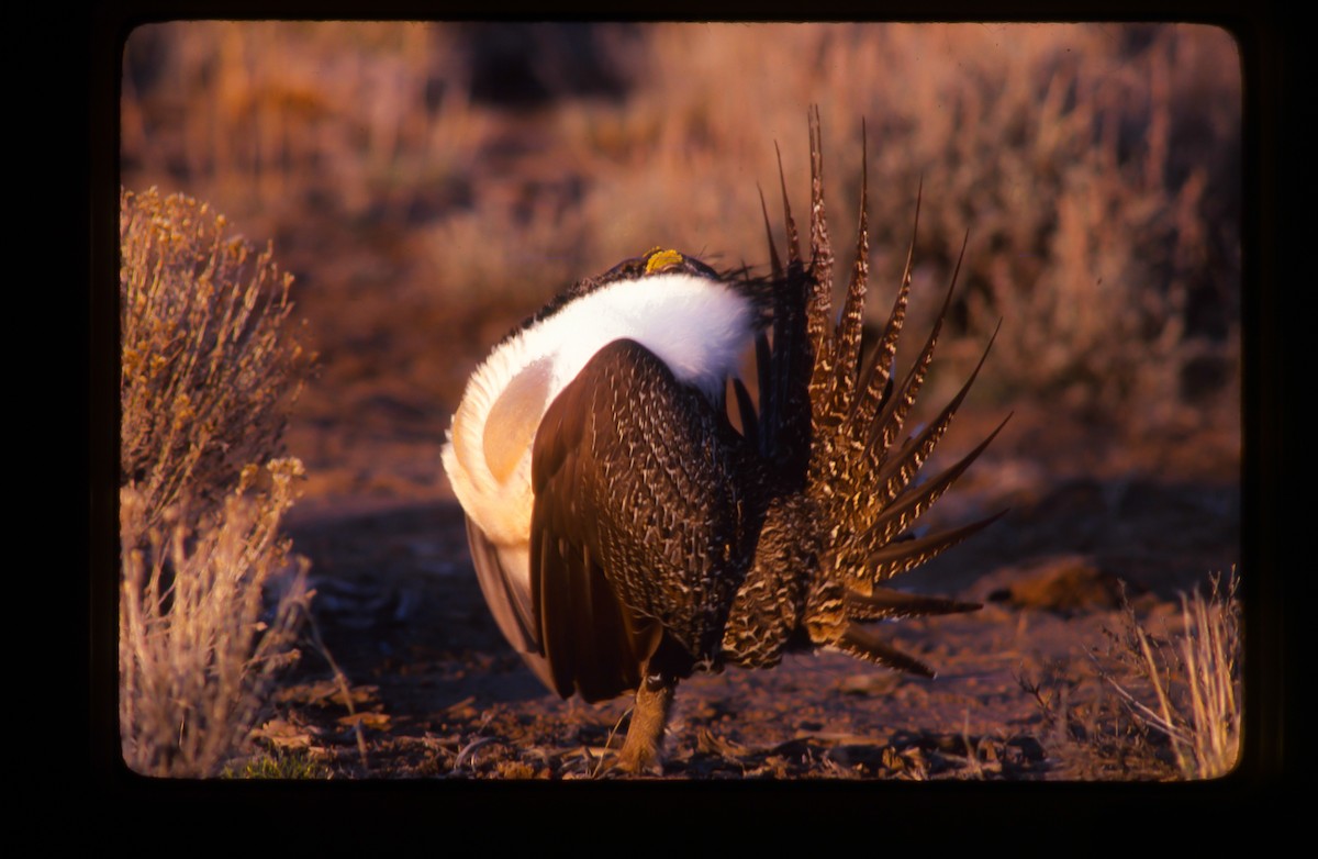 Greater Sage-Grouse - Tom Crabtree