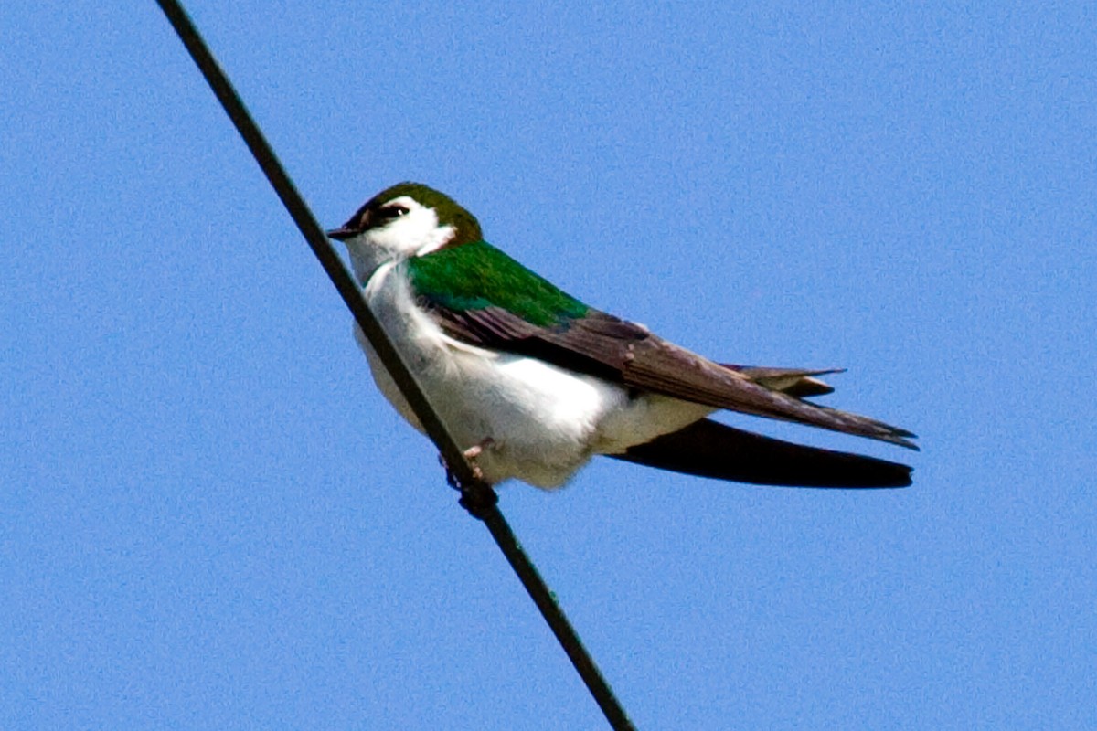 Violet-green Swallow - Donna Pomeroy