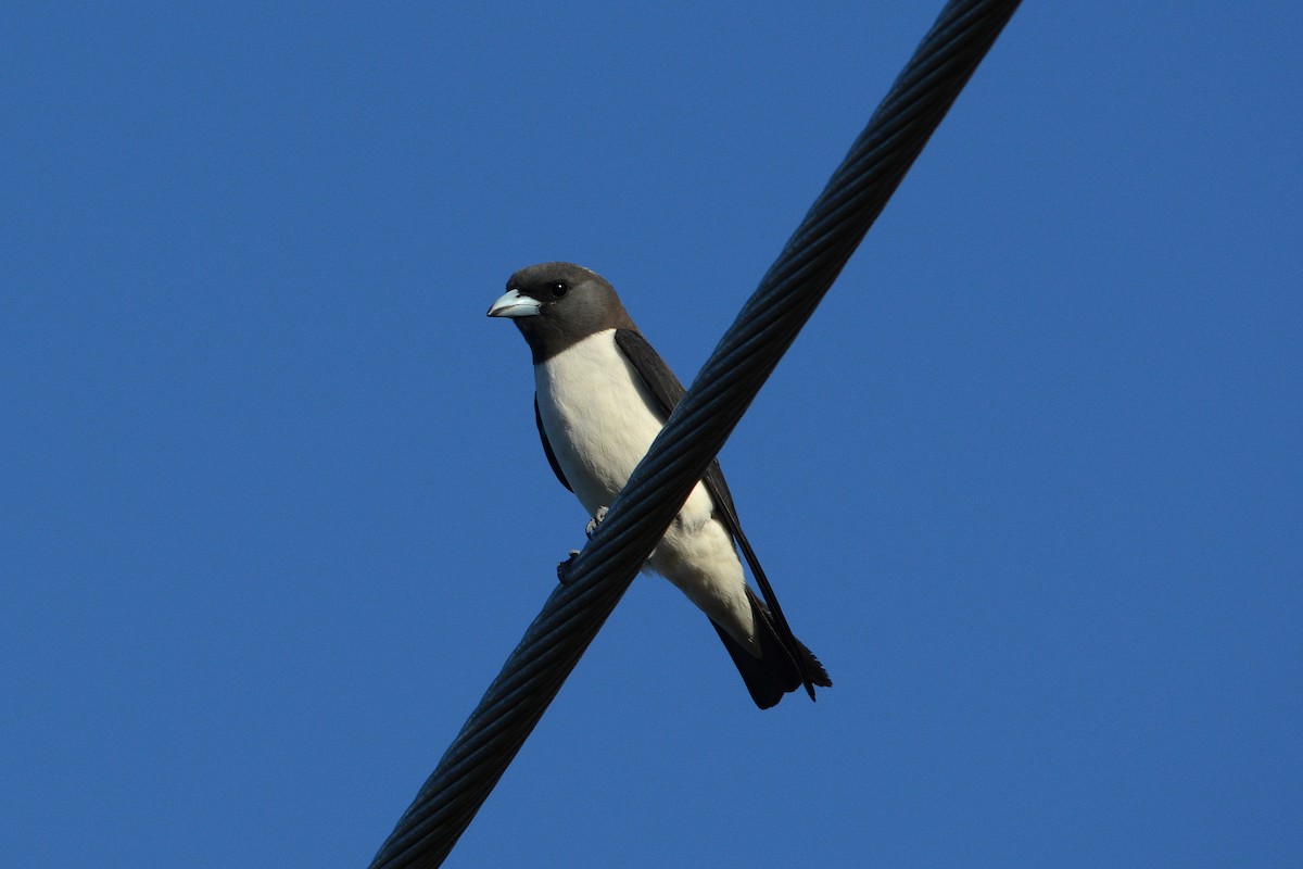 White-breasted Woodswallow - ML81106541