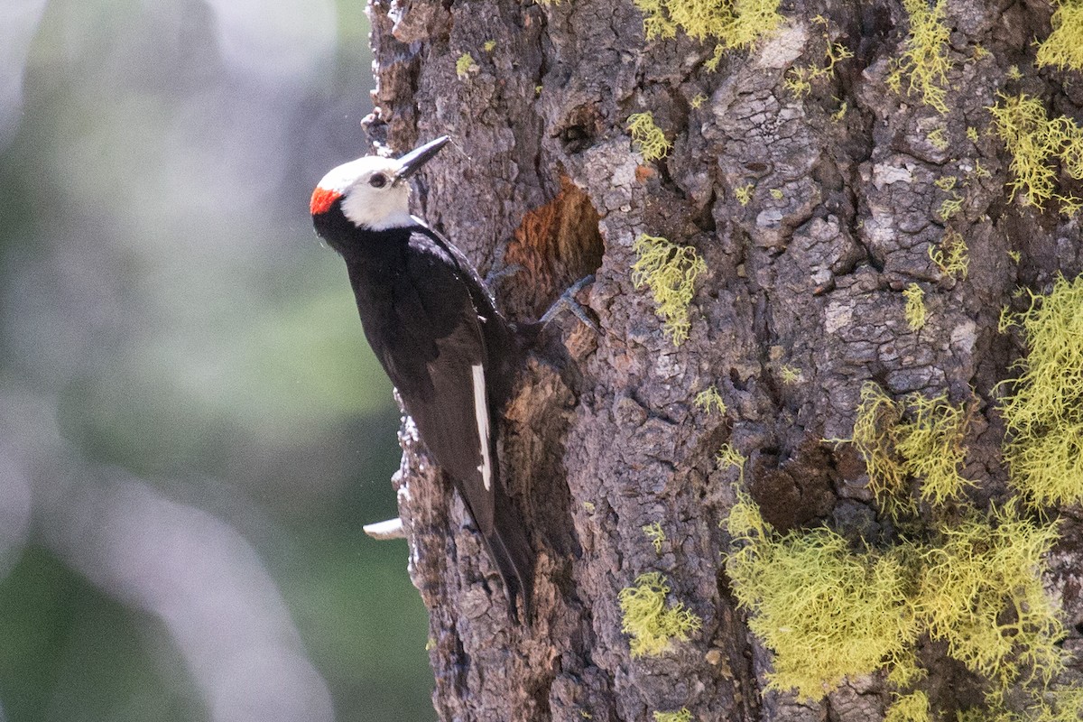 White-headed Woodpecker - Donna Pomeroy
