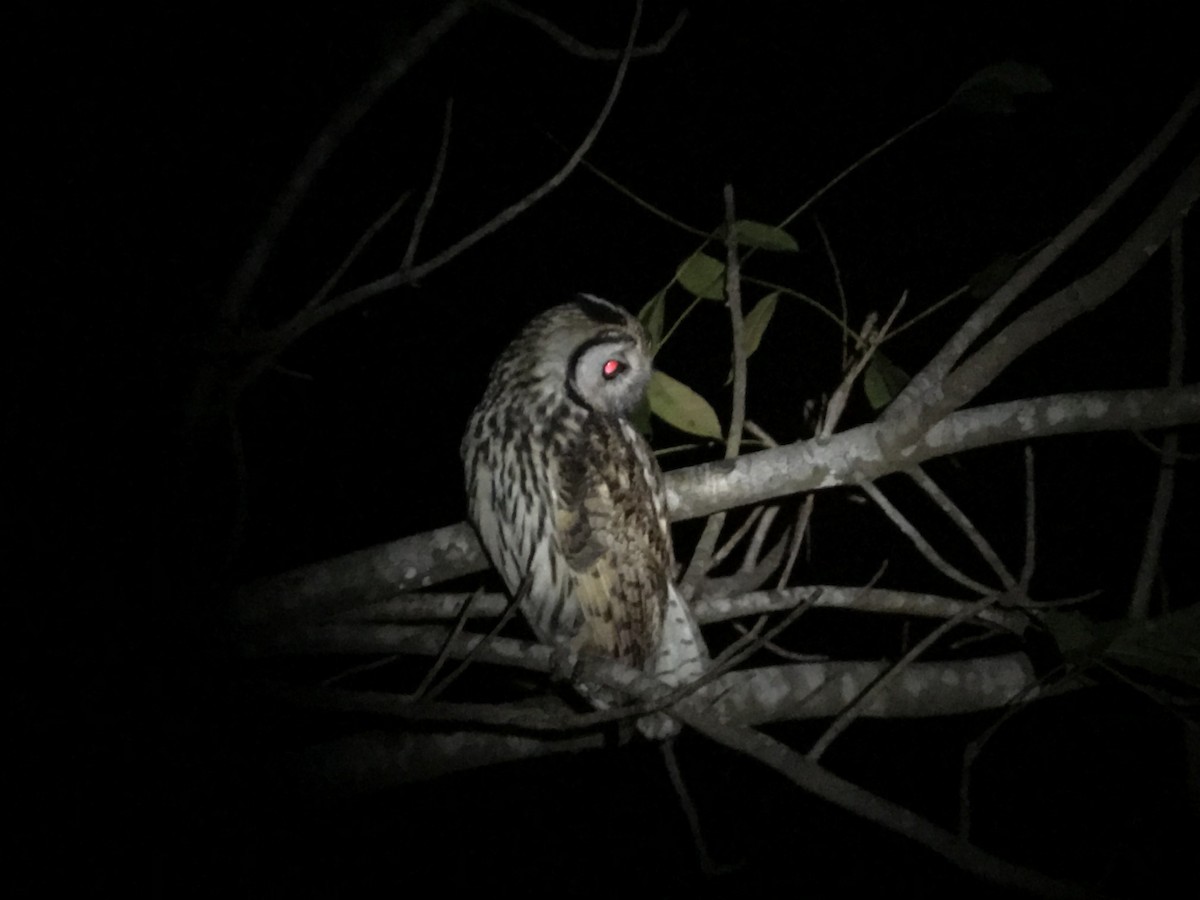 Striped Owl - ML81108241