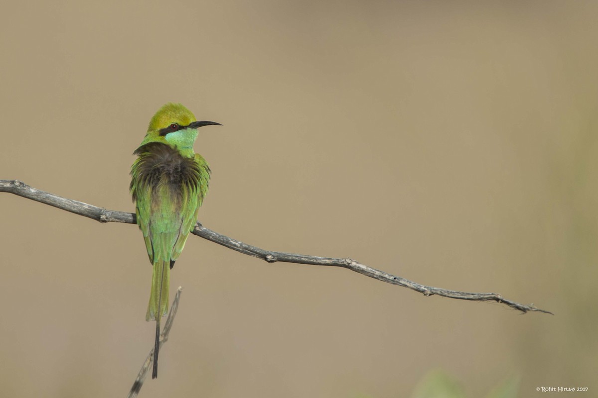 Asian Green Bee-eater - Rohit Hirway