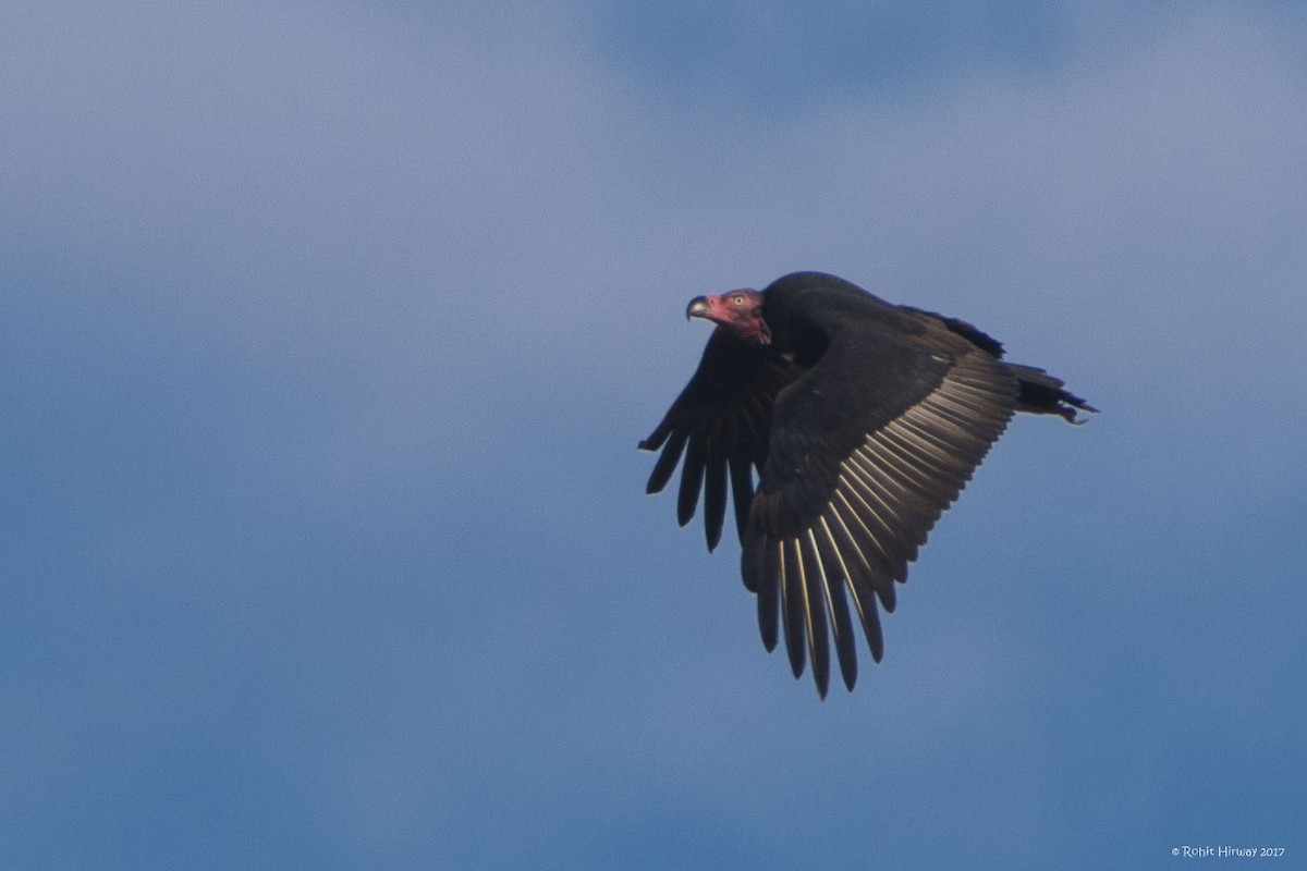 Red-headed Vulture - ML81111151