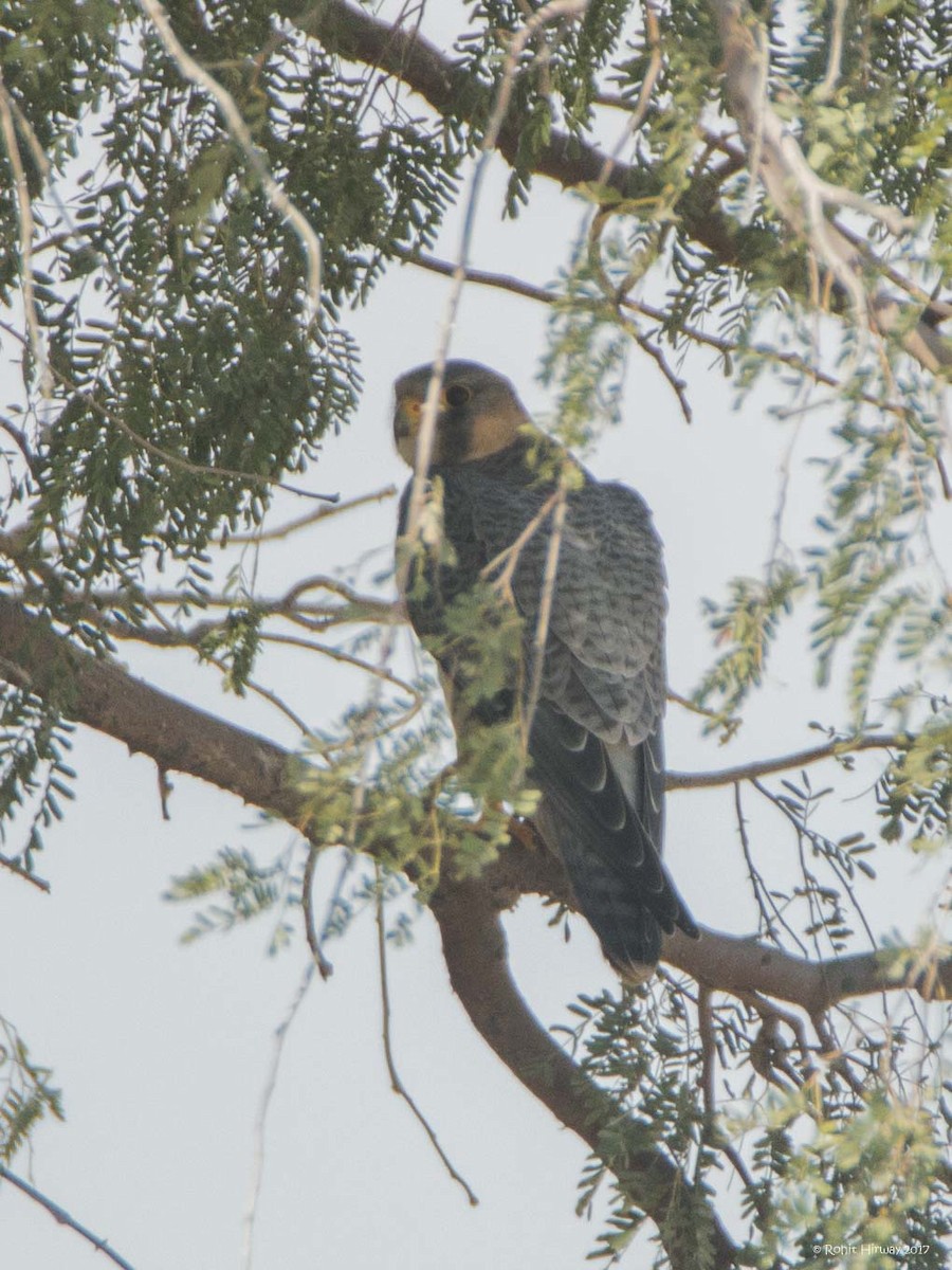Peregrine Falcon (Barbary) - ML81111801