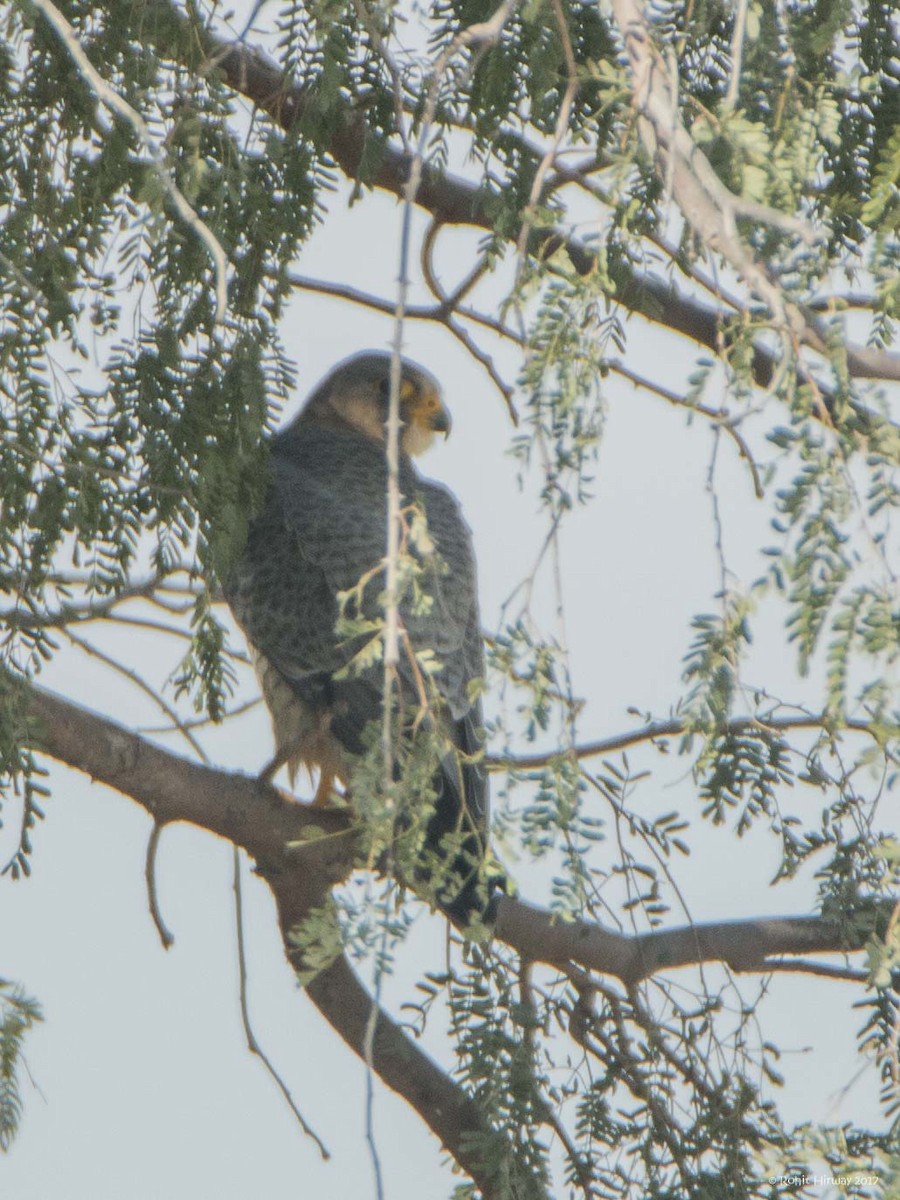Peregrine Falcon (Barbary) - ML81111811