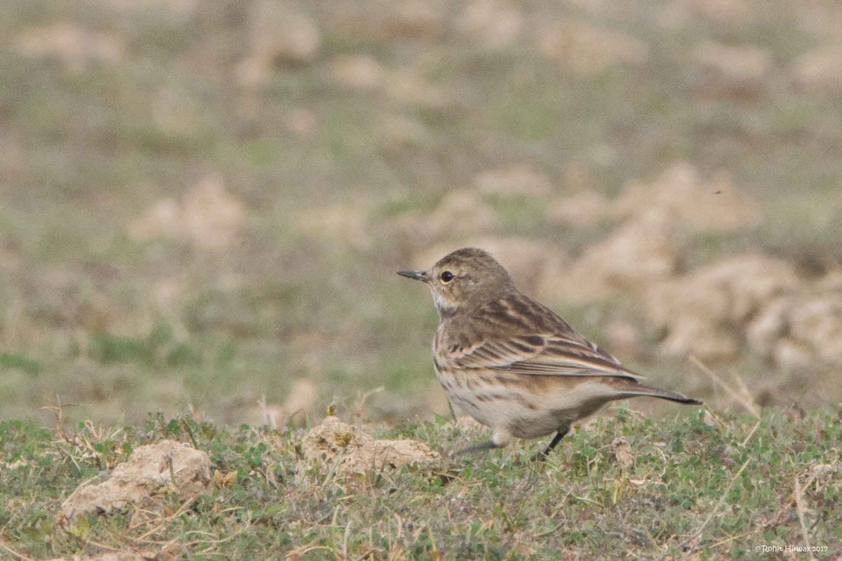 Water Pipit - ML81112181